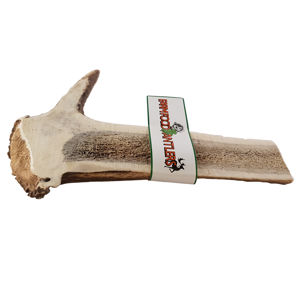 Antlers Easy XXL (8 st)